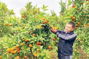 Một mô hình trồng cây ăn quả mang lại thu nhập cao của nông dân huyện Na Rì.