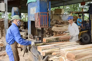 Sản xuất dăm gỗ xuất khẩu tại Công ty cổ phần Tavico (Đồng Nai).