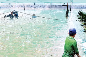 Thu hoạch tôm nuôi theo hình thức siêu thâm canh năng suất cao trên địa bàn huyện Ngọc Hiển, tỉnh Cà Mau. Ảnh: HỮU TÙNG