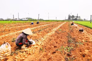 Trên các cánh đồng nhộn nhịp thu hoạch.