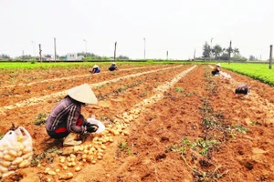 Trên các cánh đồng nhộn nhịp thu hoạch.