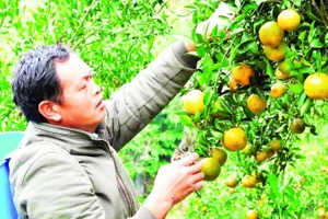 Anh Lồ Dìn Phủ bên nương quýt của gia đình.