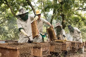 Mật ong Honeco: Thảo thơm sản phẩm OCOP từ núi rừng mờ sương