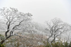 [Video] Du khách hào hứng với tuyết rơi trên nóc nhà Đông Dương ngay trước thềm năm mới