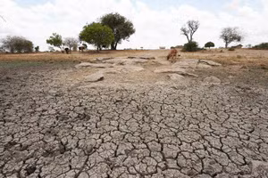 Một cánh đồng khô hạn tại Kenya. (Ảnh: Tân Hoa Xã)