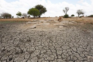 Một cánh đồng khô hạn tại Kenya. (Ảnh: Tân Hoa Xã)