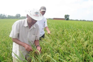 Nhiều giống lúa được nghiên cứu nhằm thích ứng biến đổi khí hậu.