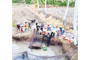 Thu hoạch cá đồng bằng hình thức chụp đìa. 