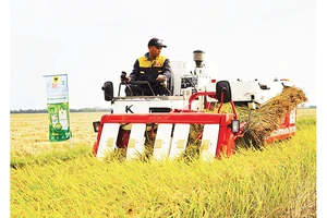 Máy cơ giới trình diễn thu hoạch lúa chất lượng cao, phát thải thấp.