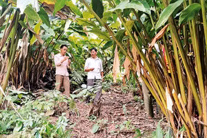 Người dân tại các bản của xã Háng Ðồng trồng thảo quả dưới tán rừng. 