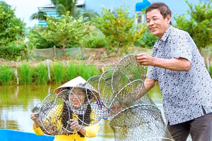 Thu hoạch tôm sú dưới cánh đồng tôm-lúa của nông dân huyện Thới Bình.