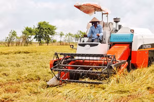 Nông dân thành phố Cần Thơ thu hoạch lúa hè thu 2023.
