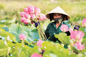 Nhân viên Hợp tác xã Sen quê Bác thu hoạch sen.