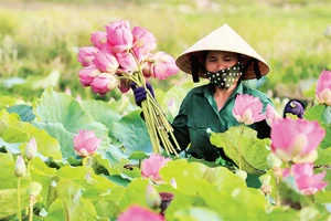 Nhân viên Hợp tác xã Sen quê Bác thu hoạch sen.