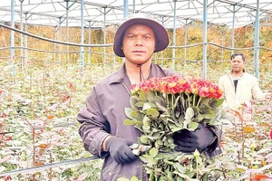 Ông Ha Biêng thu hoạch hoa hồng trong nhà kính.