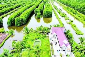 Vuông nuôi thủy sản ở vùng sông nước Cà Mau có nhiều cây rừng, thích hợp cho nhiều loài tôm, cua, cá… phát triển. 