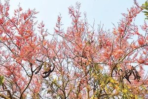 Bông ô môi khoe sắc một góc trời vùng biên giới của tỉnh Đồng Tháp.