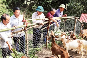 Mô hình chăn nuôi dê ở xóm Mỏ Chì, xã Cúc Đường, huyện Võ Nhai (tỉnh Thái Nguyên) mang lại hiệu quả kinh tế cao. (Ảnh CTV)
