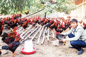 Bình quân giá trị sản xuất của một trang trại ở khu vực nông thôn của tỉnh Thái Nguyên đạt 2,2 tỷ đồng/năm. (Ảnh TÙNG LÂM)