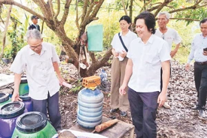 Các chuyên gia tham quan hộ nông dân trồng nhãn huyện Châu Thành áp dụng mô hình IMO.