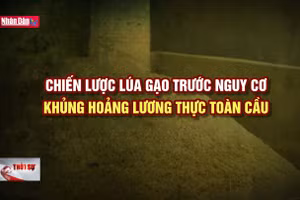 Chuyện trong tuần: Chiến lược lúa gạo trước nguy cơ khủng hoảng lương thực toàn cầu