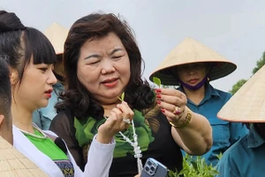 Sản phẩm chè Đinh cao cấp được Công ty TNHH chè Hoài Trung lựa chọn từ những búp chè tươi một tôm hai lá.