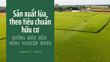 Sản xuất lúa theo tiêu chuẩn hữu cơ hướng đến nền nông nghiệp xanh