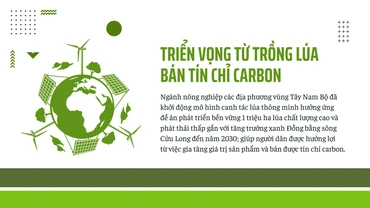 Triển vọng từ trồng lúa bán tín chỉ carbon