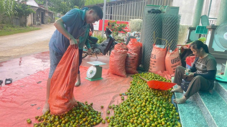 Người dân xã Đồng Phúc giao dịch sản phẩm với thương lái. (Ảnh: TÙNG VÂN) 36-7250.jpg