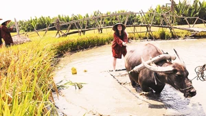 Trải nghiệm nghề nông ở Hội An. Ảnh: ĐOÀN NGUYÊN