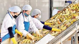 Các FTA được ký kết góp phần mở rộng cơ hội xuất khẩu cho nông sản Việt Nam. Ảnh: Ðức Thụy