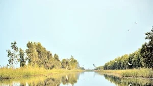 Cò bay đầy mặt nước khi nghe tiếng động.