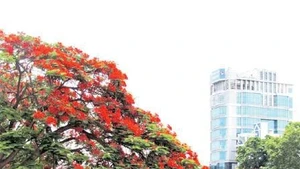 Lung linh sắc đỏ