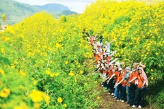 Mùa vàng rực rỡ ở Tây Nguyên