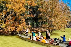 Mùa lá phong hương giữa đại ngàn