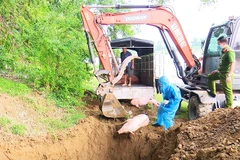 Tỉnh Thái Nguyên đã tiêu hủy hơn 3.100 con lợn mắc dịch tả lợn châu Phi. Ảnh: THẾ BÌNH