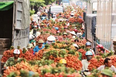 Vào mùa thu hoạch vải thiều. Ảnh: BẢO TRUNG