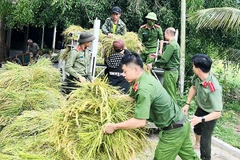 Chính quyền các xã tổ chức lực lượng giúp người dân thu hoạch lúa hè thu trước mưa bão.