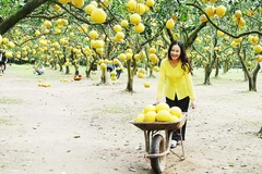 Du khách tham quan, trải nghiệm tại vườn bưởi Phú Diễn, Hà Nội. Ảnh: NAM NGUYỄN