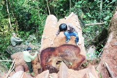 Nhà báo Hoàng Văn Chiên (người ngồi trên thân cây) cùng lực lượng kiểm lâm đo thân cây nghiến lớn vừa bị các đối tượng chặt hạ trái phép tại huyện Sìn Hồ (Lai Châu).