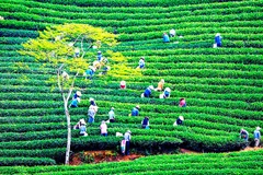 Trên cánh đồng chè Bảo Lộc.