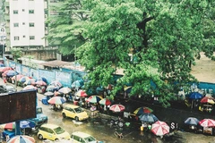 Cây bao báp cuối cùng tại thủ đô CHDC Congo. Ảnh: THE GUARDIAN