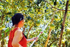 Trải nghiệm hái và thưởng thức thanh trà tận vườn. Ảnh: TUẤN HIỆP
