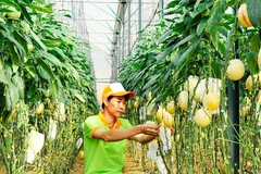 Chăm sóc vườn dưa lưới tại Lâm Đồng. Ảnh: NGUYỆT ANH