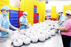 Hộ kinh doanh hiện chiếm hơn 5 triệu đơn vị trên cả nước, đóng góp khoảng 30% GDP và gần 15% nguồn thu ngân sách. Ảnh: THANH HÒA