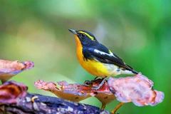 Đớp ruồi lưng vàng (Narcissus Flycatcher). 