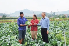 Mô hình trồng rau giúp nông dân Mường Sang làm giàu.
