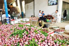 Mận rớt giá khiến nông dân đón vụ mùa lao đao.