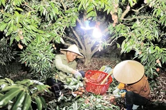 Người dân thôn Muối chong đèn thu hoạch vải thiều vào ban đêm.