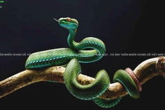 "Vũ điệu cảnh báo" bị thu hồi giải do phạm quy.